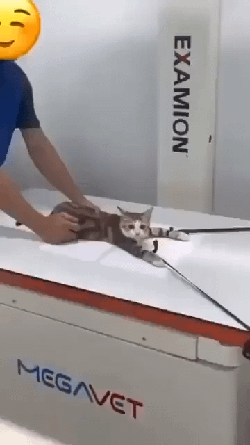 にゃーんちゃん