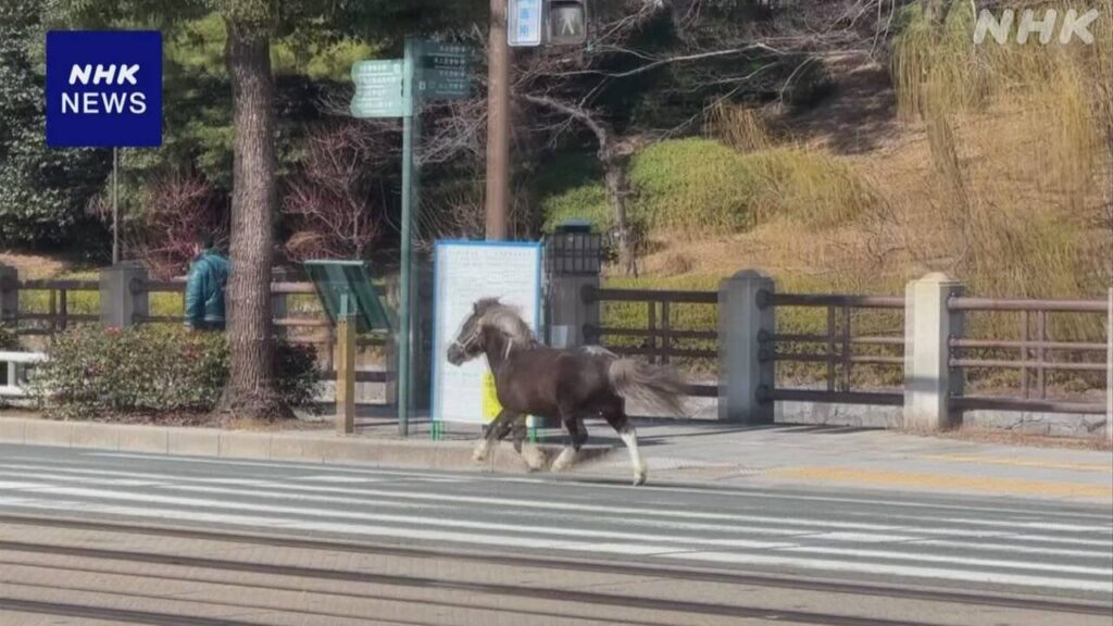 松山 乗馬体験のポニーが一時逃げ出し大通り疾走 けが人なし