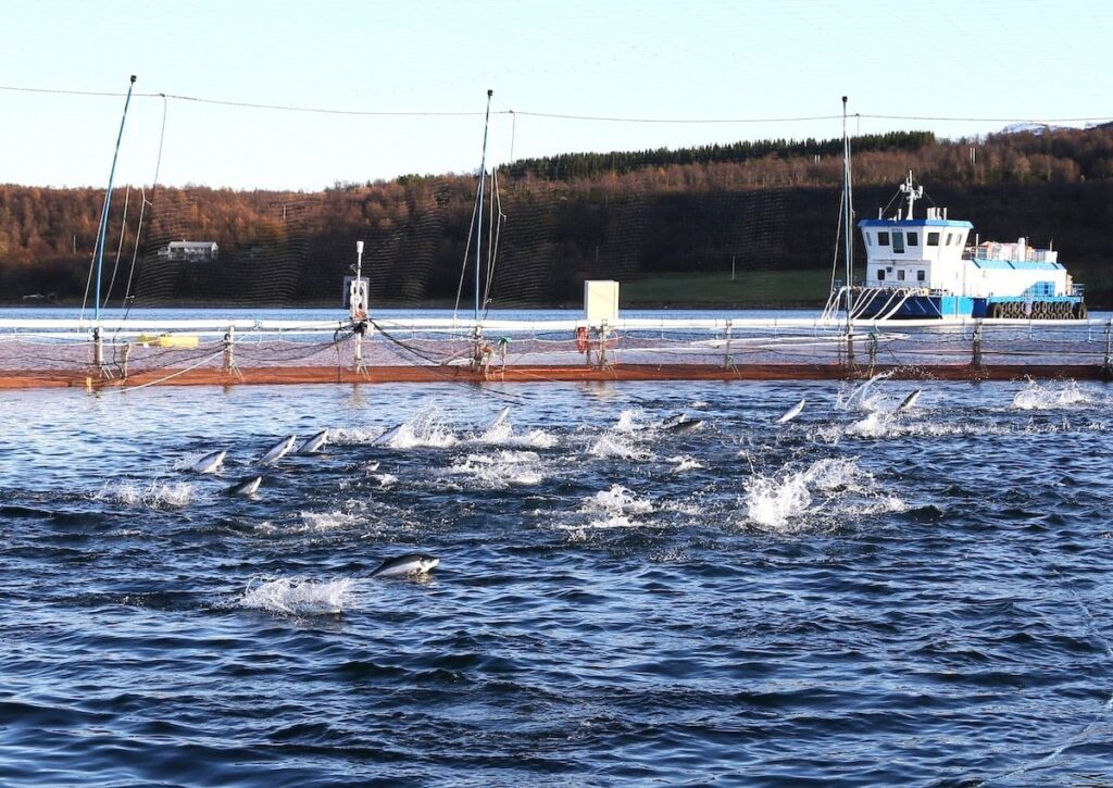 ノルウェーの海岸沖のシーフードカンパニーからの27,000の養殖サーモンエスケープ、野生の魚を脅かす-Ecowatch