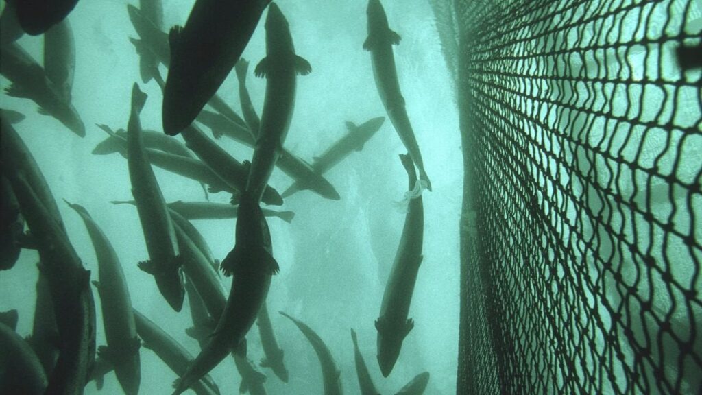 募集：27,000サーモン。報酬：魚あたり500クラウン