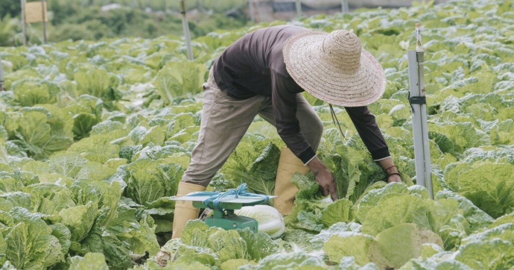 「技能実習生が来てくれない…！」危機的状況に陥る農家が続出中…ベトナム人が茨城に行きたがらない「驚きの理由」（週刊現代） @gendai_biz