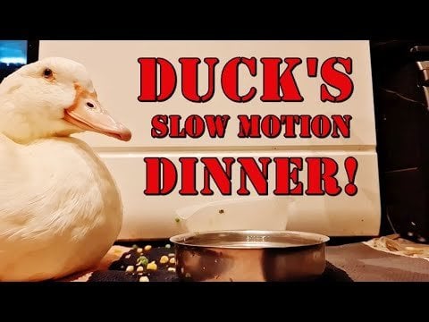 #duckは、面白いフレームでエンドウ豆とトウモロコシのボウルを破壊します！