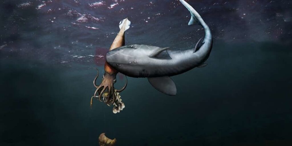 「エビを食べたイカを食べたサメ」の化石発見