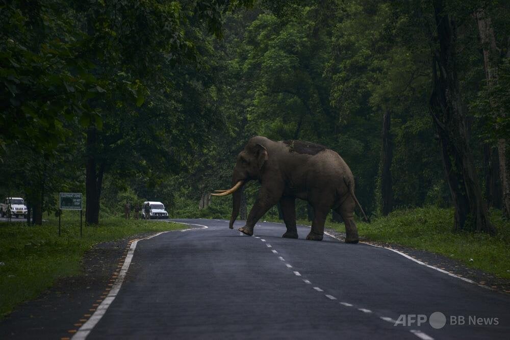 ドイツ人はゾウに投げ飛ばされると死ぬ