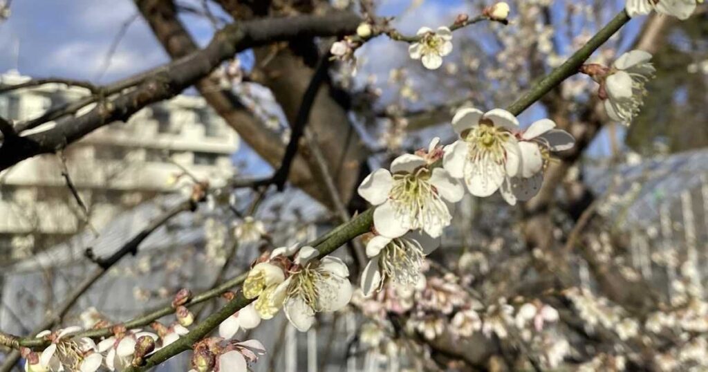 暖冬に強い南高梅誕生なるか 京大がゲノム解析で〝発芽タイマー〟を特定、品種改良に期待