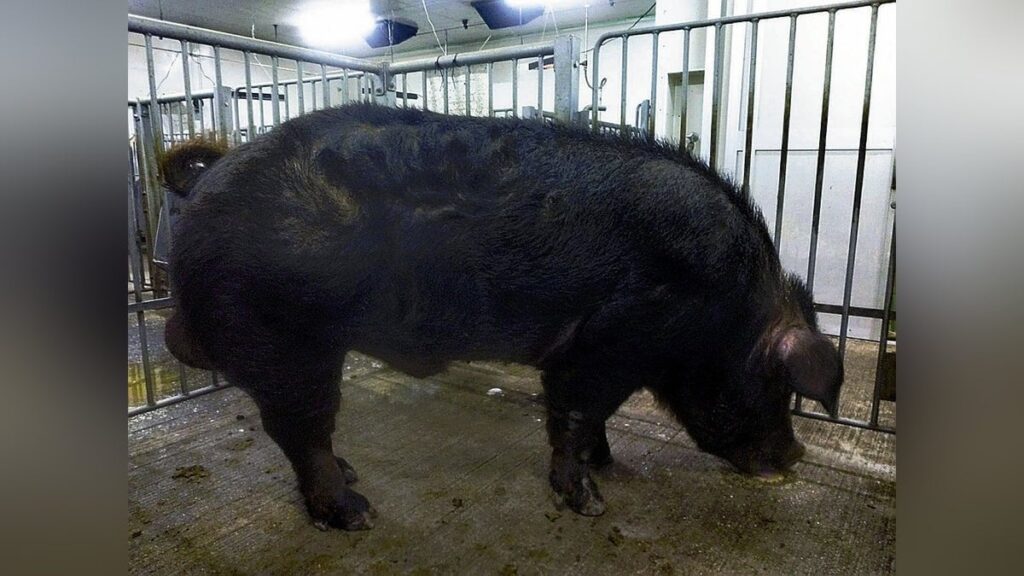 岐阜の豚「ボーノブラウン」進化中…豚マイコプラズマ肺炎の細菌やウイルスに強い種豚の生産本格化