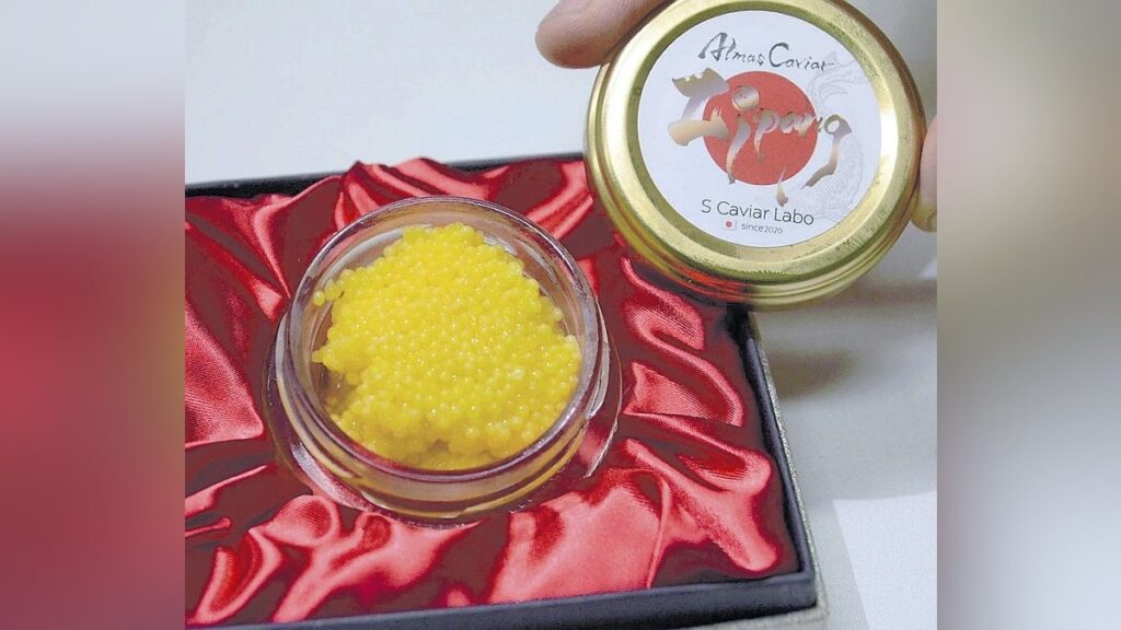 世界に売り込め「金色キャビア」、岐阜で養殖業者が開発…突然変異の白いチョウザメ繁殖に成功