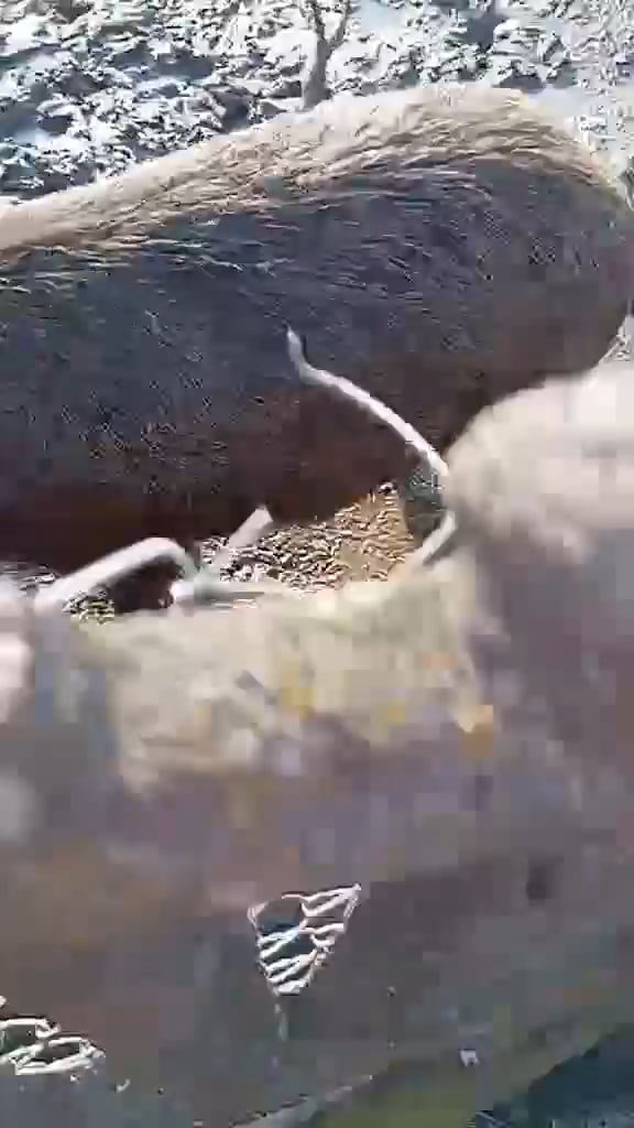 イノシシは悪いです