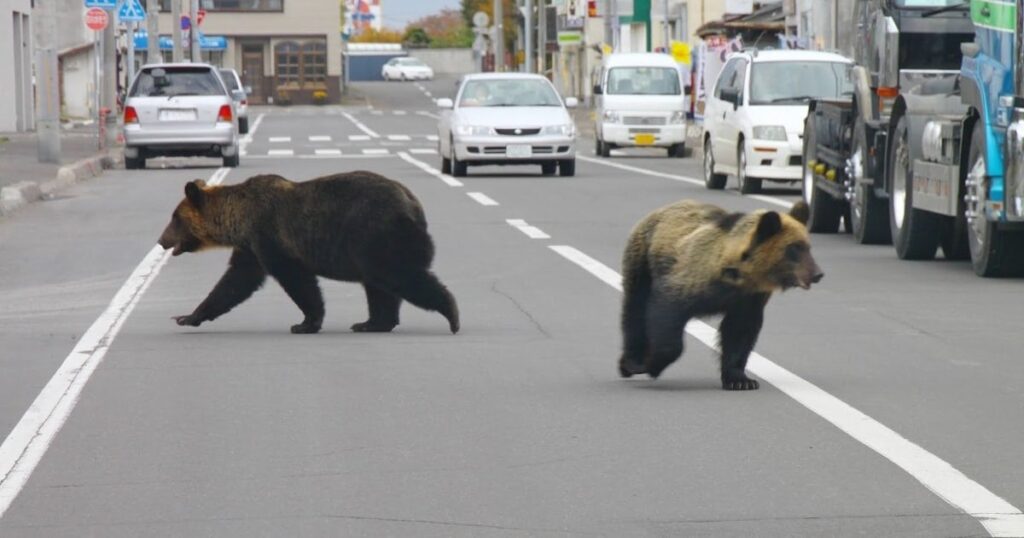 住宅地のクマ、猟銃駆除が可能に 政府が法案を閣議決定
