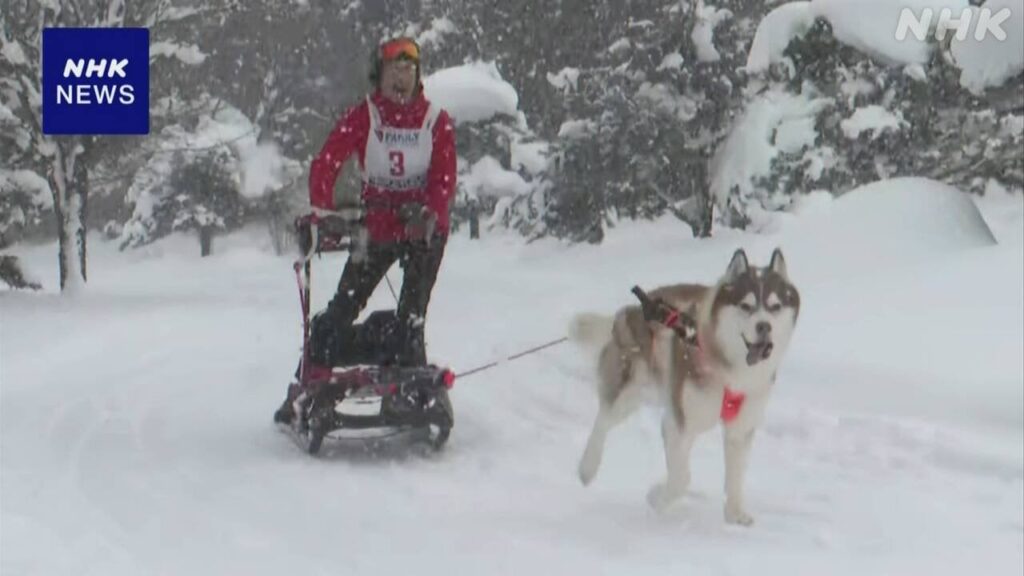 北海道 深川で犬ぞりレース