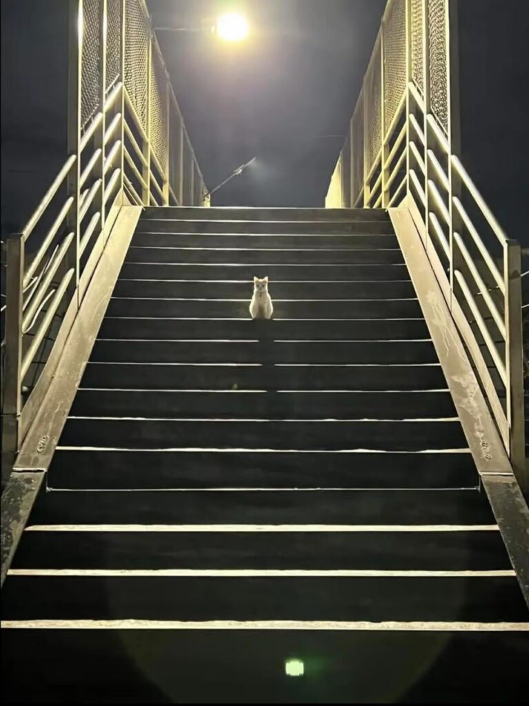 にゃーんちゃん