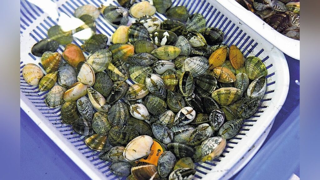 浜名湖のアサリ漁獲、２００９年６千トンが昨年は１８０キロに激減「漁師は生活できない」…養殖研究進む