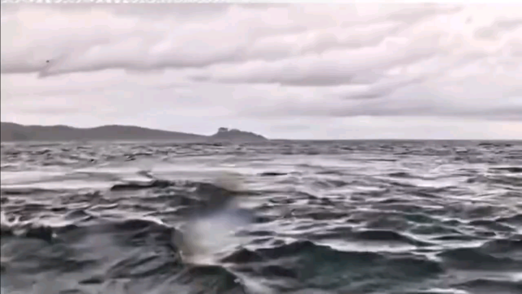 チリで男性がクジラに飲み込まれる🐋🤥