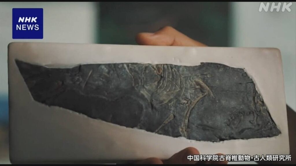 “鳥類の起源 2000万年近くさかのぼる” 初発見の化石で 中国