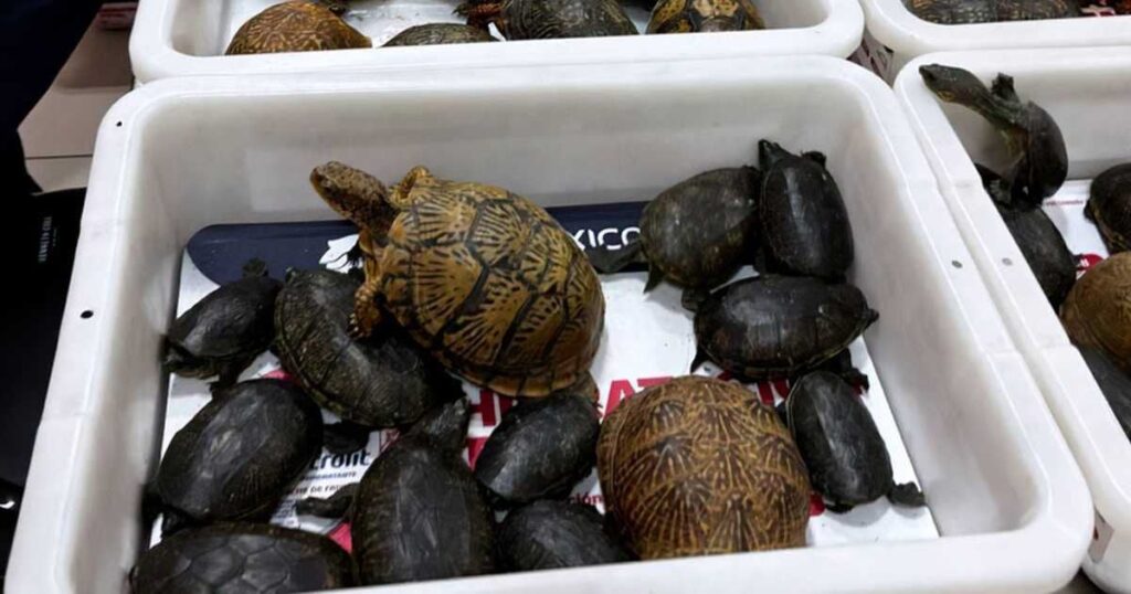 成田行き荷物にカメ121匹、カエル16匹 メキシコ、靴下に包む 密輸で男を刑事告発へ