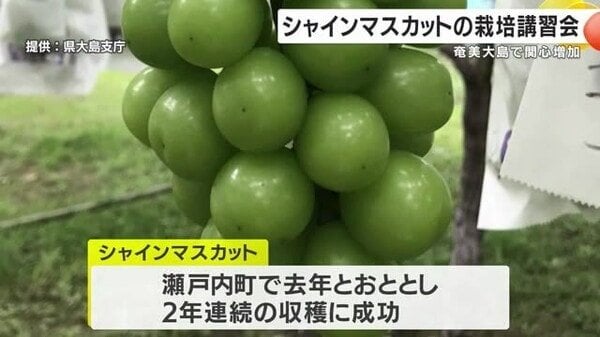 奄美でもシャインマスカット栽培拡大を！