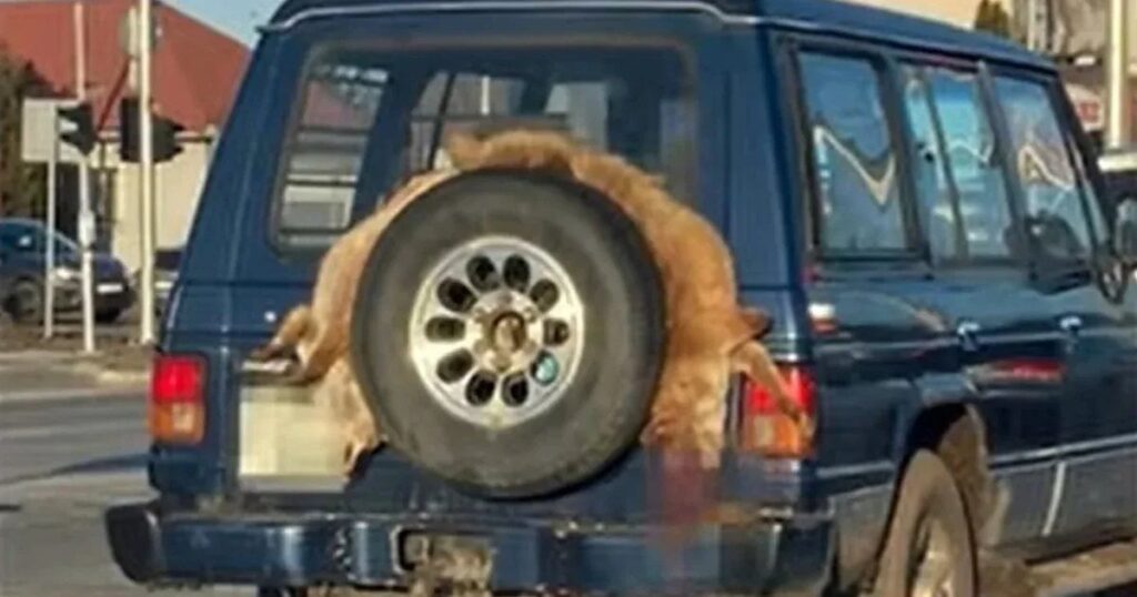 2つのショットキツネがキツネを彼のオフロード車の後ろに結び、それから彼を道路に追い出しました