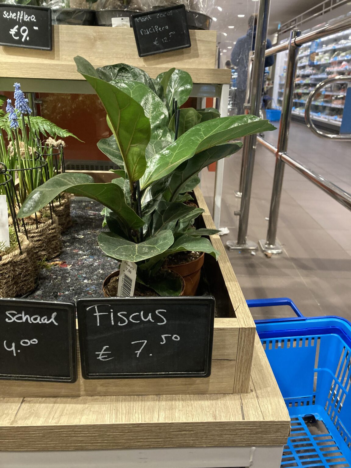「オランダの税務当局は販売されています。」