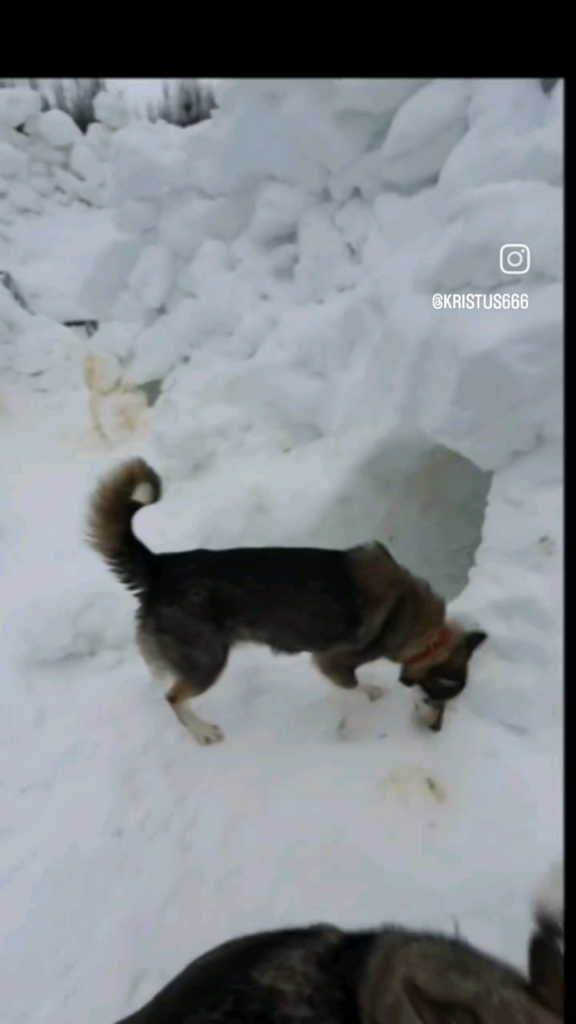 私は33歳で、60匹の犬と一緒に森の中に住んでいます。これは私が大人として私の暇なときにしていることです。
