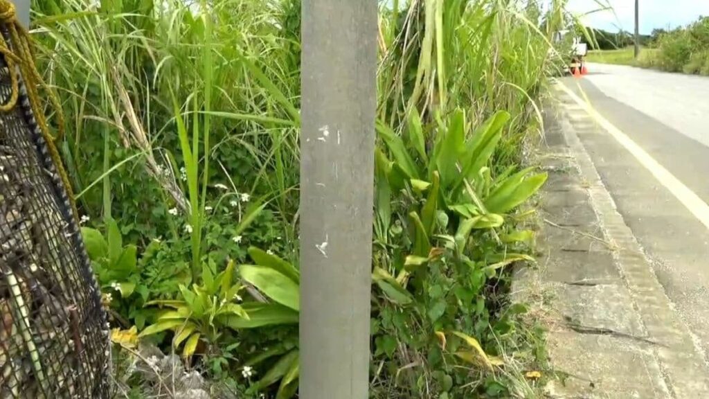 与論町で死亡事故 駐車していたトラックが動き出し、女性がトラックと電柱に挟まれる 鹿児島