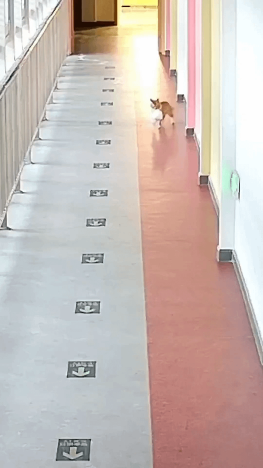 にゃーんちゃん