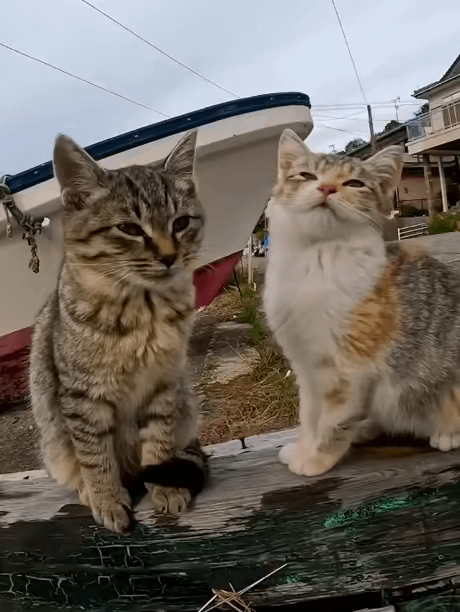 にゃーんちゃん