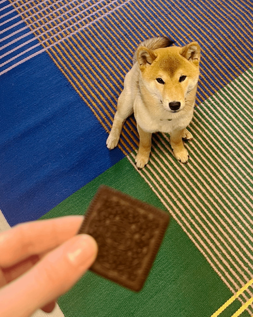 今日は座ることを学びました！