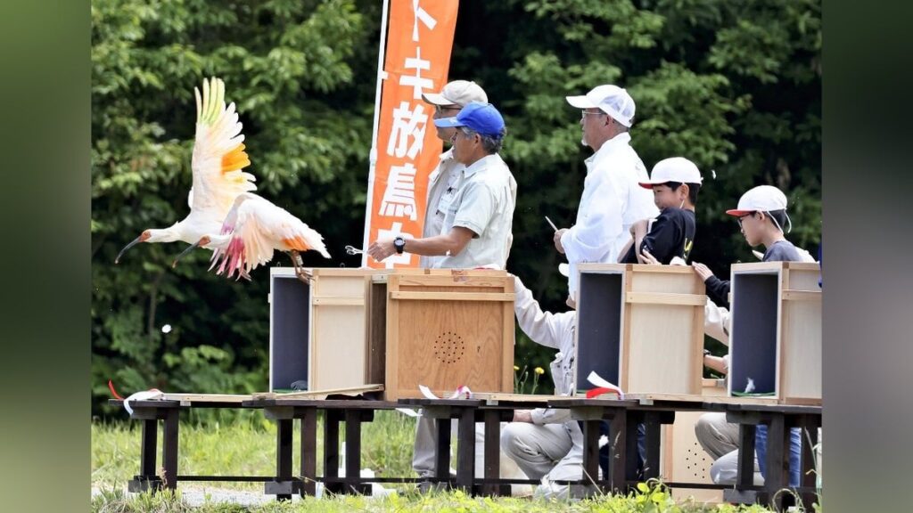 本州初のトキ放鳥、来年６月めどに能登で…復興のシンボル期待