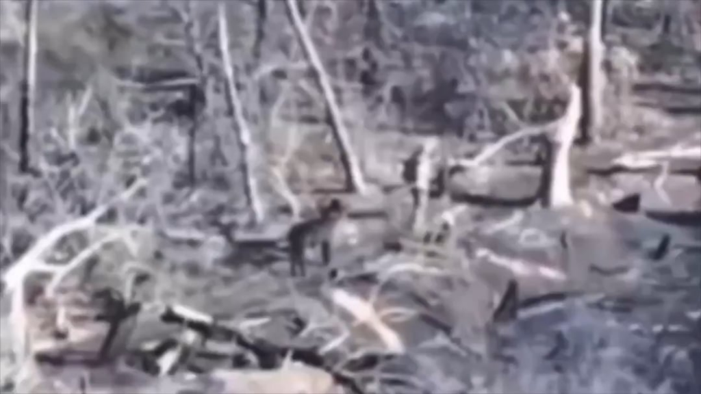 ロシアの兵士は、ウクライナのドローンによって撮影されたロバを動かすのに苦労しています。 2025年2月
