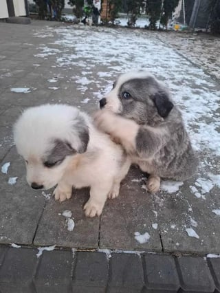 犬に名前を付けるにはどうすればよいですか？私はちょうど私の子供たちからそれを手に入れました。