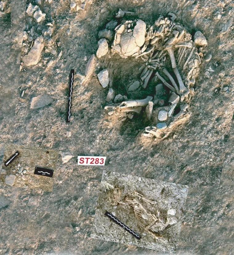 猫の骨は、キプロスで発見された墓の人間の骨の近くで発見され、7,500から7,000の紀元前にさかのぼります。紀元前8千年紀[918x1000]