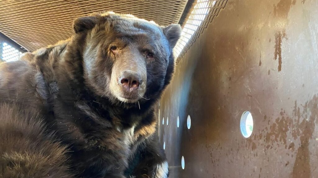 自宅に戻ったらクマがいた、山火事逃れ床下に「避難」　米カリフォルニア州 - CNN.co.jp
