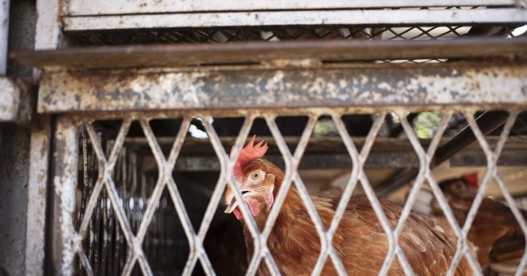 Co Tyroneで検出された鳥インフルエンザの症例の疑いがある後、60,000を超える鳥が屠殺される