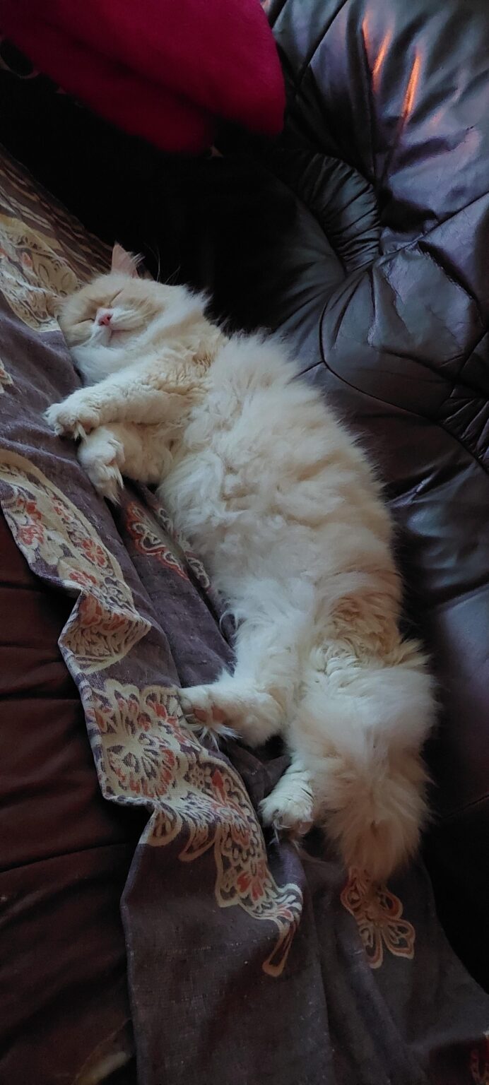 猫