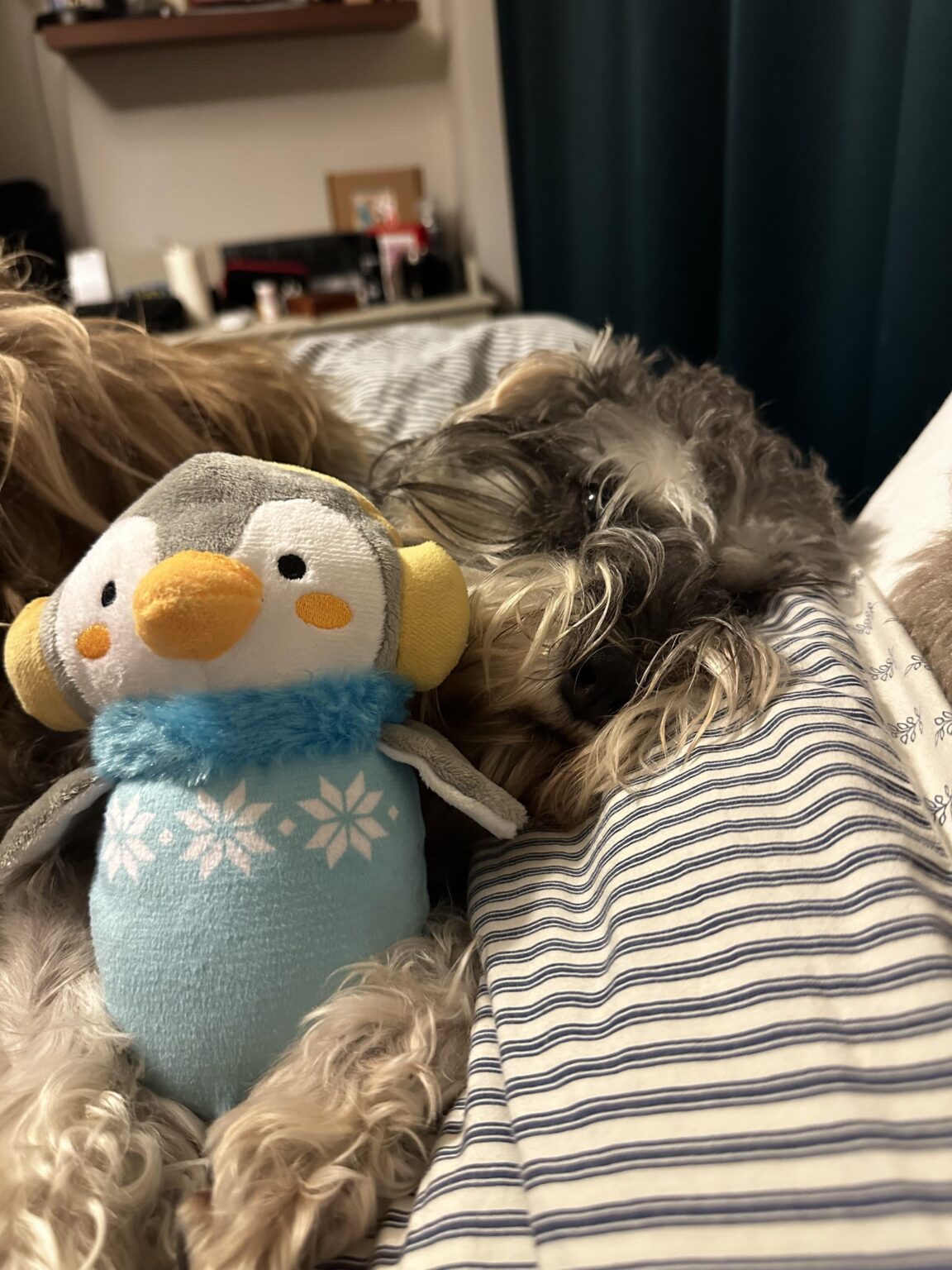 若者、それはD8でとても寒いです、ペンギンは入りました。