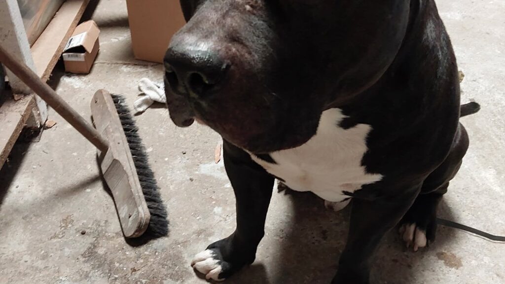 警察は、犬の飼い主の所有者を求めています