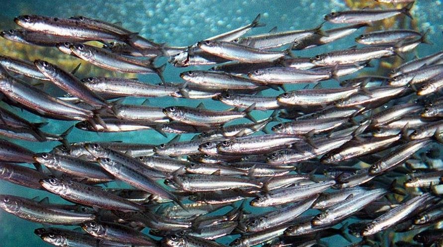 最も重要なアドリアの魚であるSrdelaシーズンが始まりました。しかし、ザグレブのレストランでは、イワシよりも波や金髪のマグロを手に入れる方が簡単です