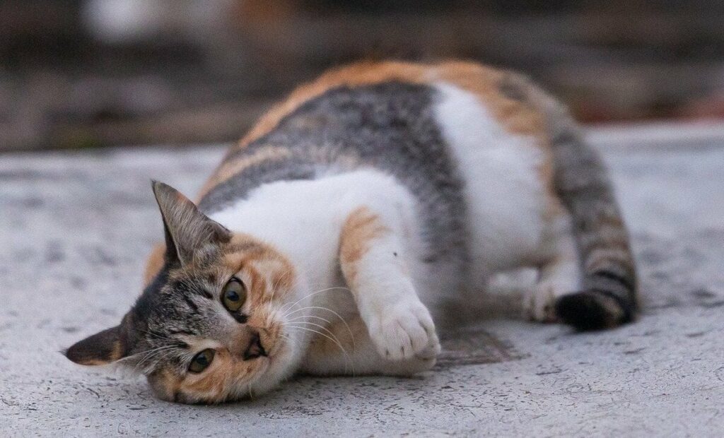 「ごちそうさま」した三毛猫さん「ご飯食べてすぐに寝るとトドになりますよ。」