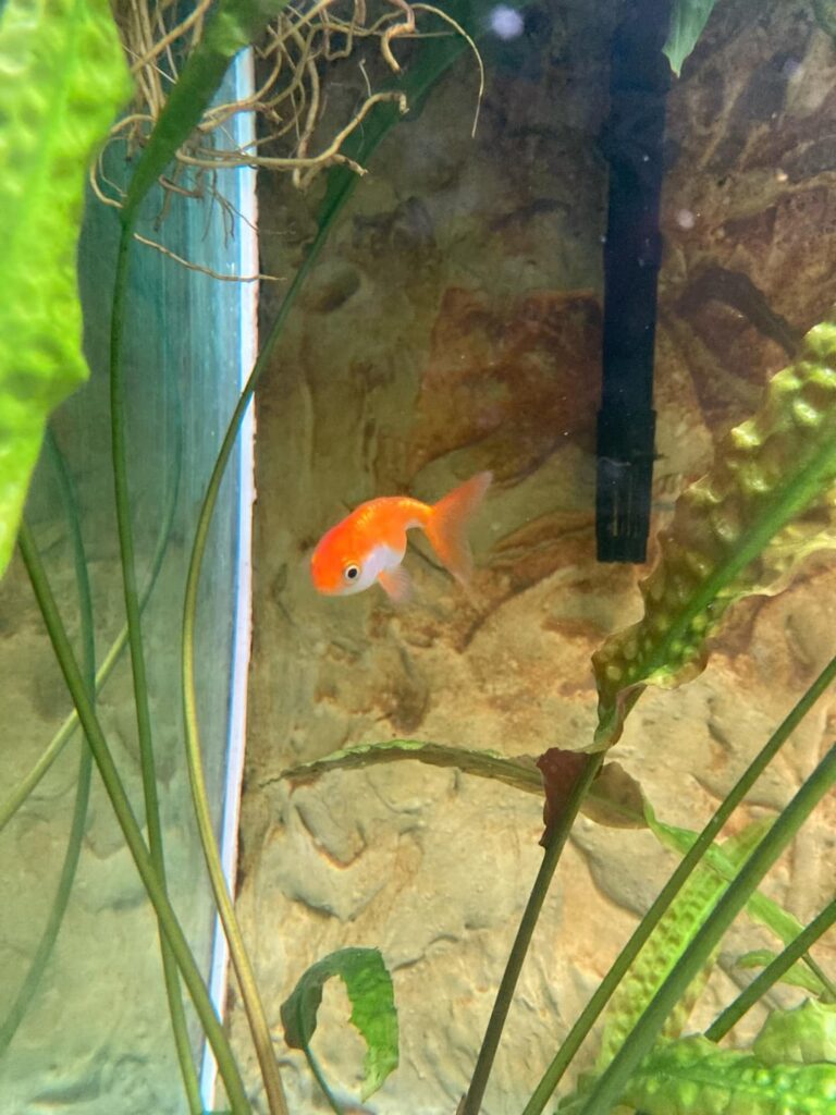私は男という名前の新しい魚を持っています