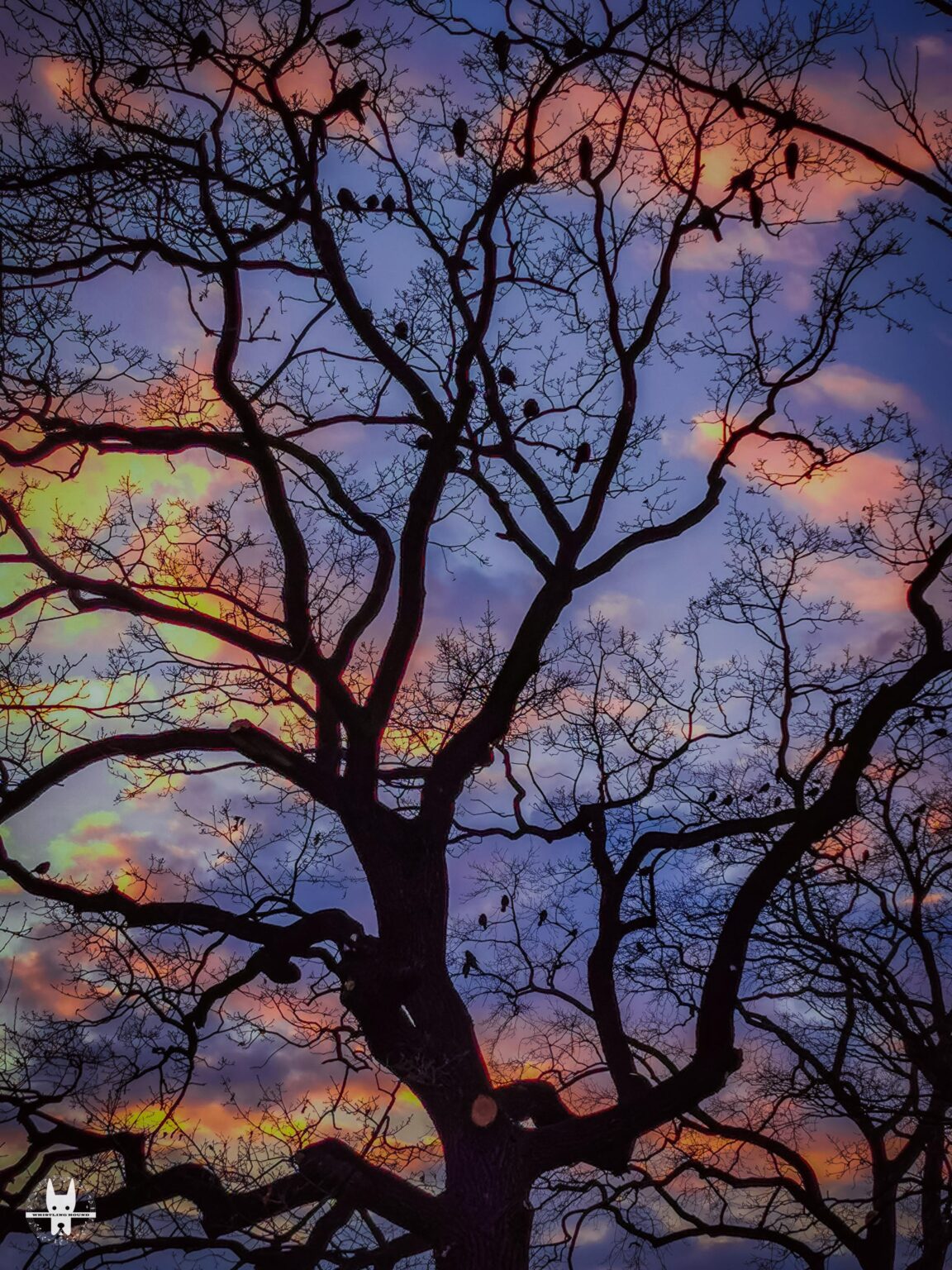 ヴロツワフの夕日歩きをスキップしないでください