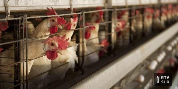 2029年、ケージで雌鶏の繁殖の禁止？農民は反対しています。