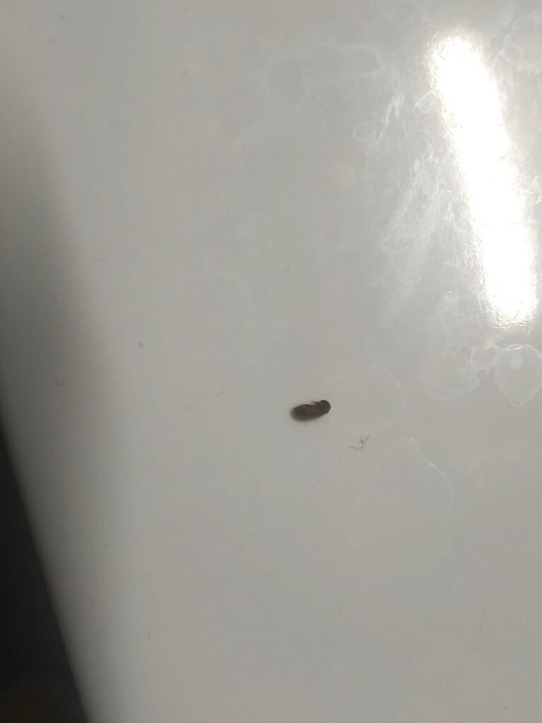 これらのバグが何であるかについて誰かが考えていますか？