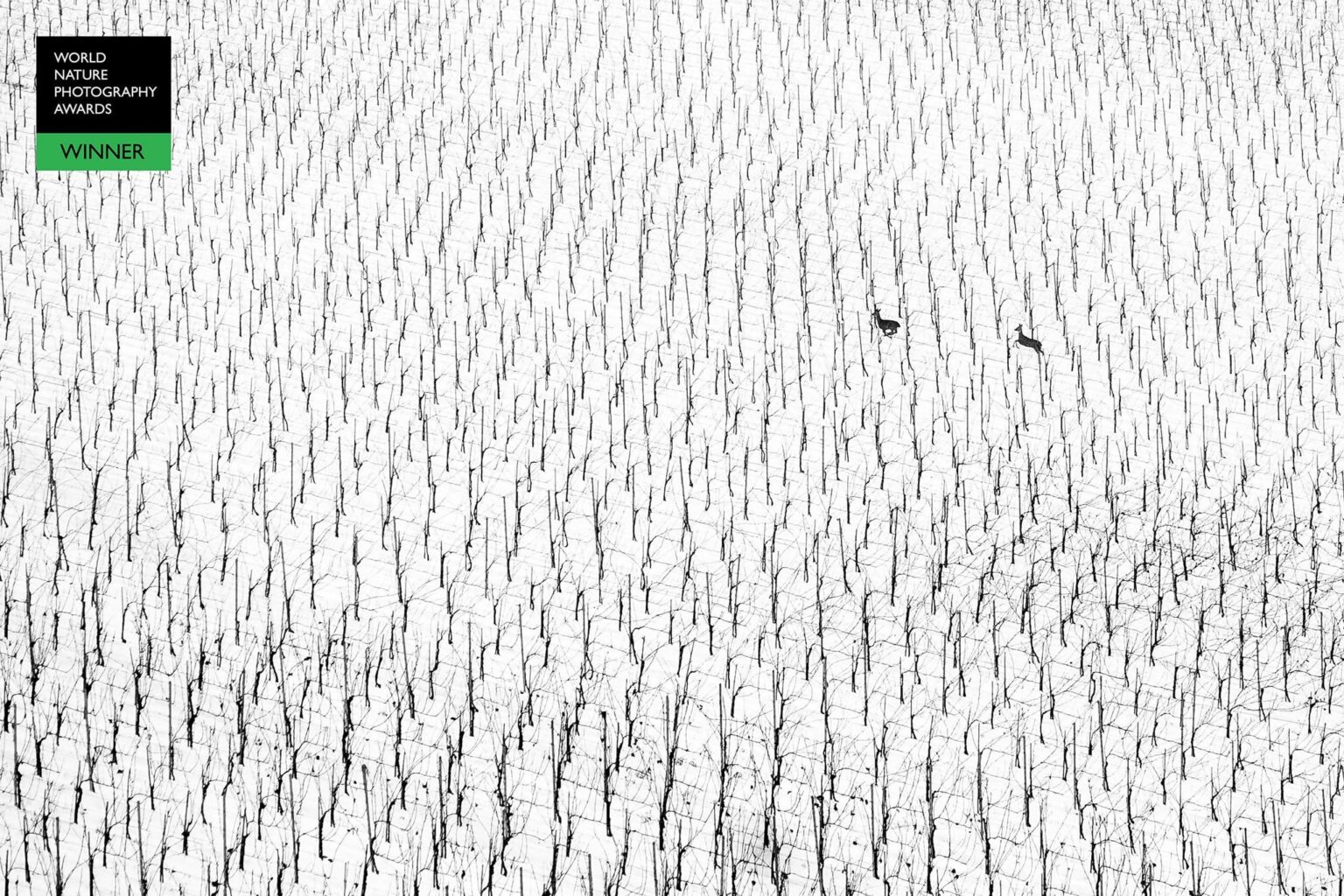 Reddit、Postala Sem The World Nature Photographerof the Year