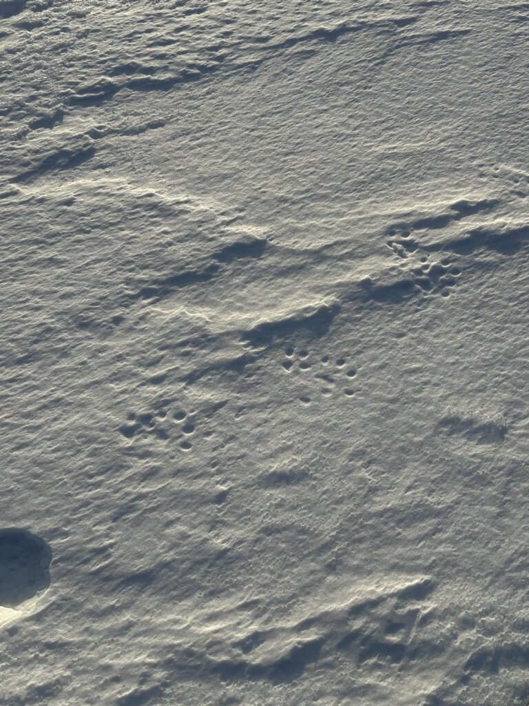 どんな動物のトラックを見つけましたか？
