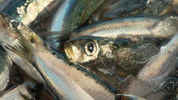 久里浜がある三浦半島に水揚げされたイワシが大漁すぎて、一尾10円セールとなる
