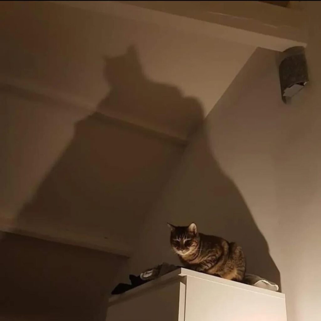 にゃーんちゃん