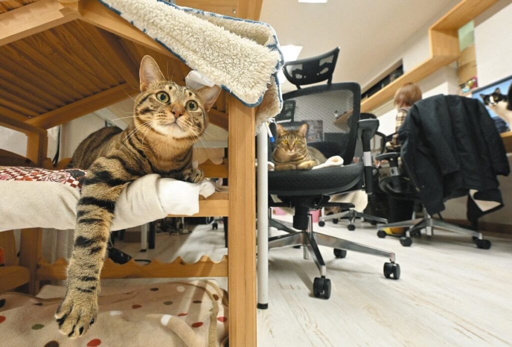 猫を助け、猫に助けられるオフィス 保護猫のお世話し、邪魔され、癒やされて…ヒト社員の会話も弾んだ