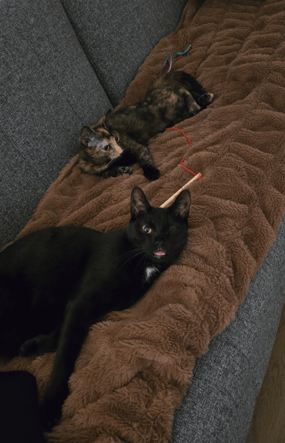 そして、猫のセットですか？