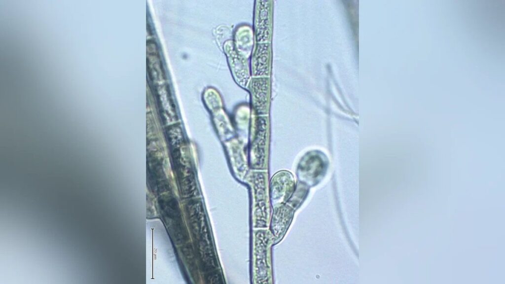 皇居隣接の北の丸公園に藻の新種、滝つぼに適応か…「キタノマルカワモズク」と命名