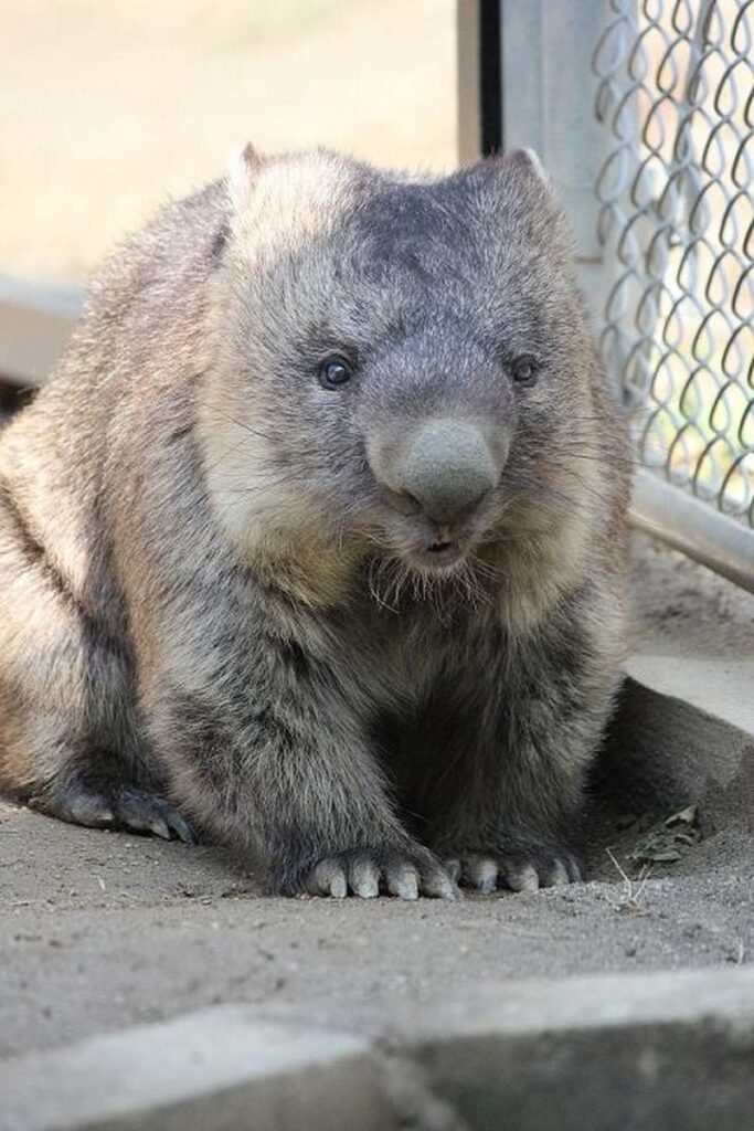 【こう言う顔のオッサンいるよな】ウォンバット、五月山動物園で新たに2頭受け入れへ　大阪・池田市長「PRに貢献」
